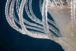 Beautiful Art Deco Murano Chandelier Or Lanterne, 1940s -Promos Meubles Boutique IMG 3925 master