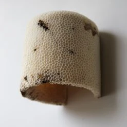 Fossil Coral Dome Flush Wall Sconce 'Medium', Handcrafted & Ethically Sourced -Promos Meubles Boutique Marovo 1D Dome FL L13 master