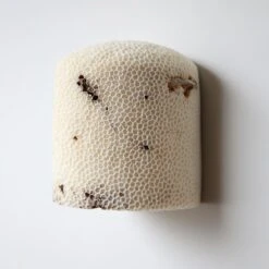 Fossil Coral Dome Flush Wall Sconce 'Medium', Handcrafted & Ethically Sourced -Promos Meubles Boutique Marovo 1D Dome FL L3 master