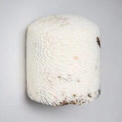 Fossil Coral Dome Flush Wall Sconce 'Medium', Handcrafted & Ethically Sourced -Promos Meubles Boutique Marovo 1D Dome FL L4 master